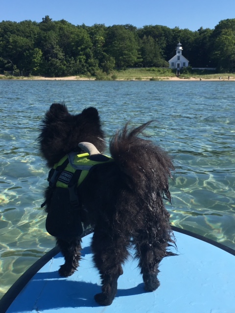 little black dog wearing life jacket standing on a paddle board in the water