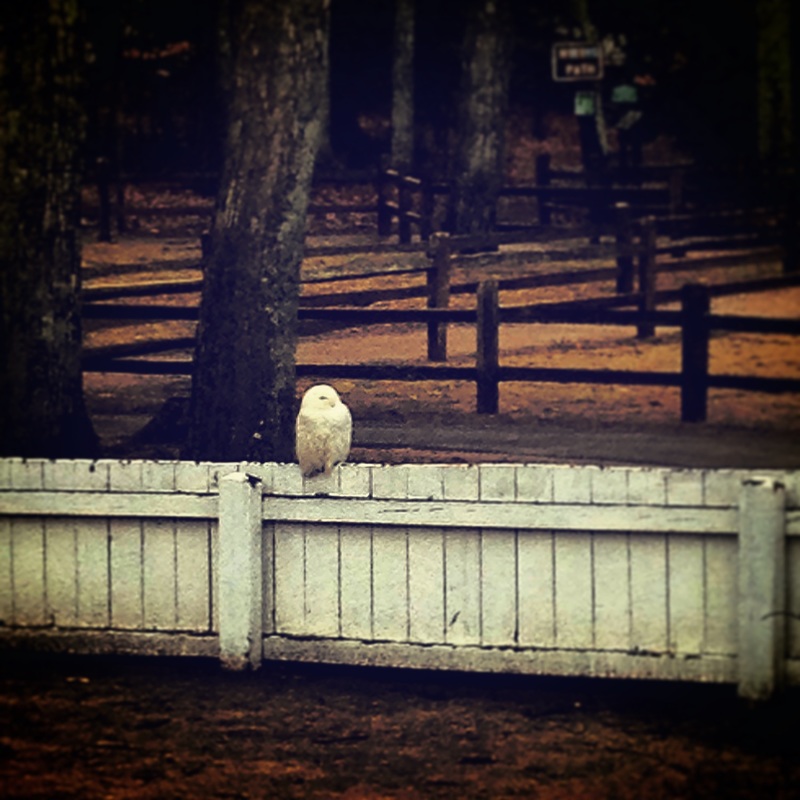 Snowy owl sitting on white fence