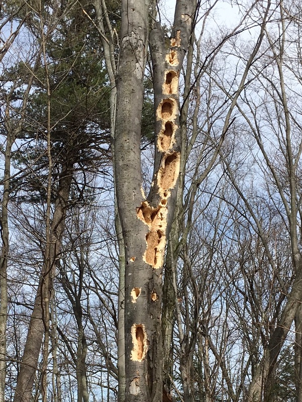 Tree trunk with lots of woodpecker damage