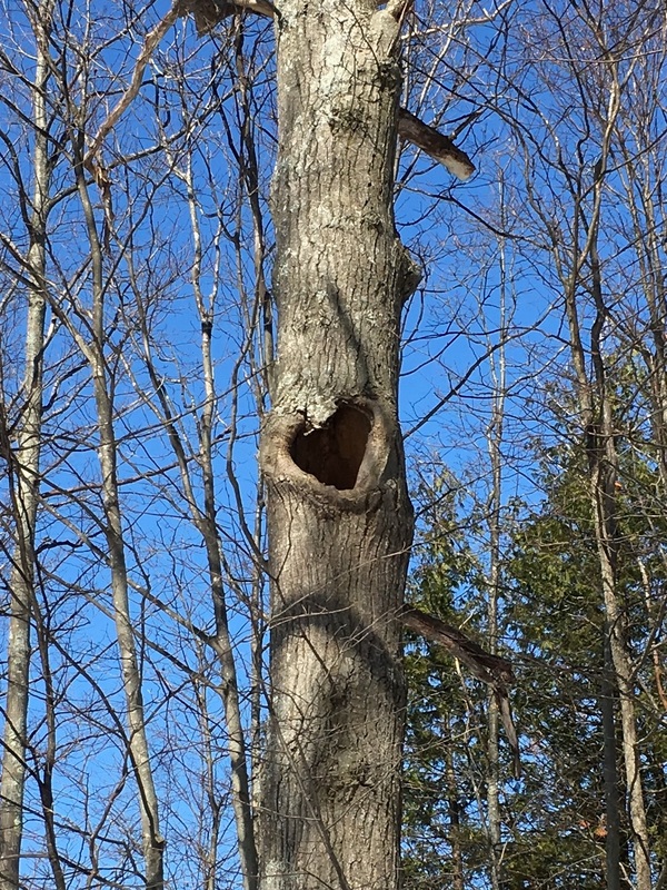 tree trunk with large hole