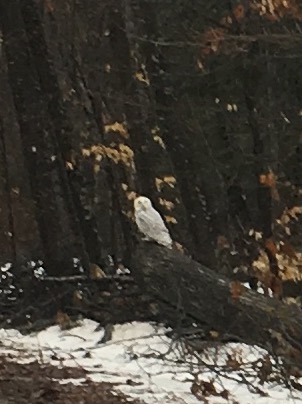 snowy owl sitting on a log