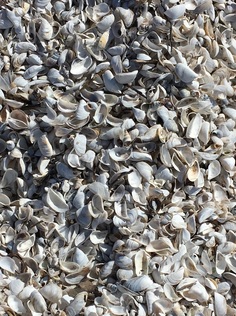 lots of zebra muscle shells on the beach close up