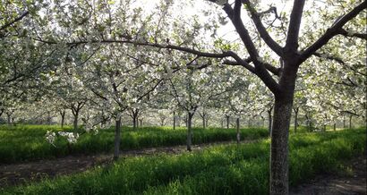Orchard blossoms rows of trees