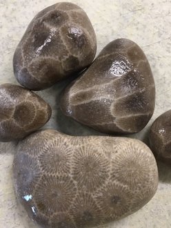 five Petoskey stones with fossils