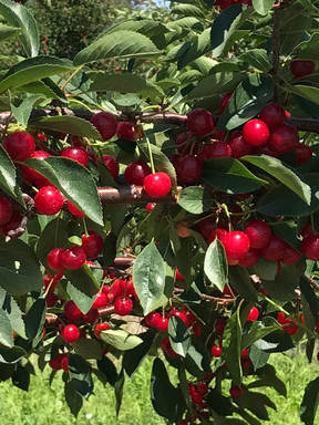 close up of clusters of ripe red cherries on tree