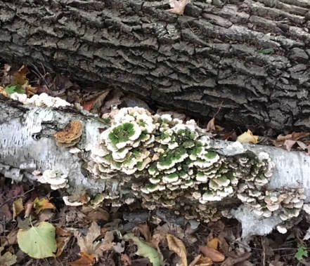 fungus growing on old fallen tree trunk