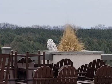 snowy owl on the deck of Chateau Chantal Winery