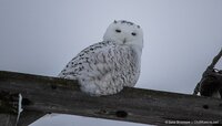 close up snowy owl sitting on top of telephone pole