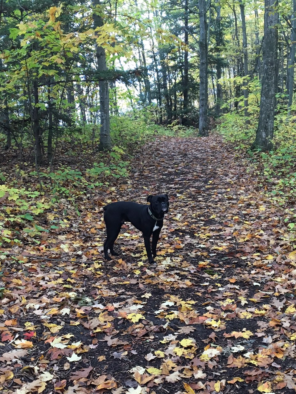 black dog standing on trail through forest