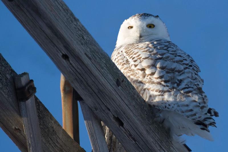 Close up of a snowy owl sitting on a telephone pole