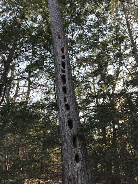 tree trunk with several woodpecker holes