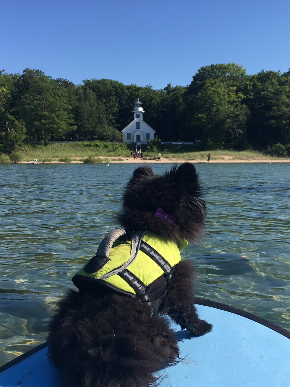 Small black dog in life jacket on paddle board looking at lighthouse from water