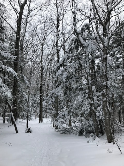 forest with snow and flocked trees
