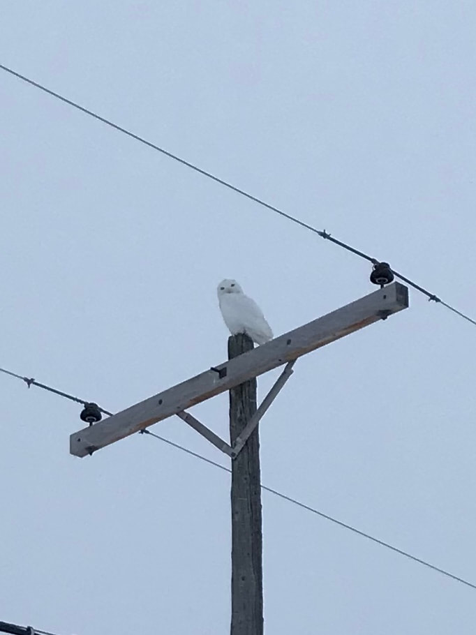 Looking up at a snowy owl sitting on a telephone pole