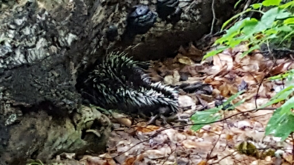 Porcupine hiding under log