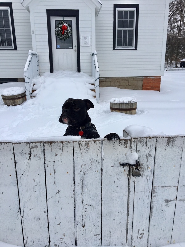 Black bull dog in snowy front yard of lighthouse behind white fence